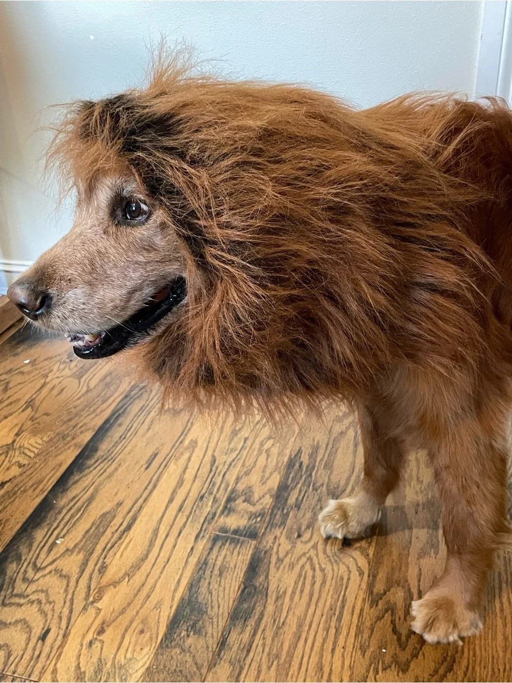 Pet Dog Costume Lion Mane